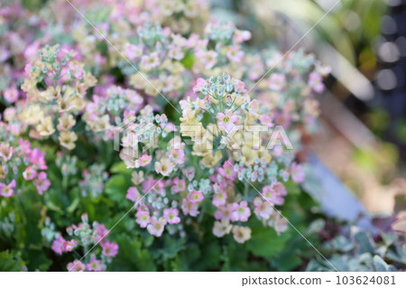 報春花Marcoides花 103624081