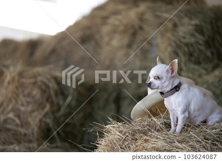 A little Chihuahua dog sits among the big haystacks in the hayloft on a hot summer day, looking intently to the side. 103624087