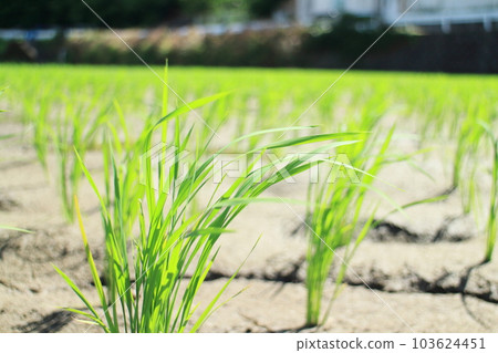 美麗的綠色稻田中的幼苗 103624451