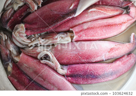 Raw squid on plate background, fresh squids octopus or cuttlefish for cooked food at restaurant or seafood market 103624632