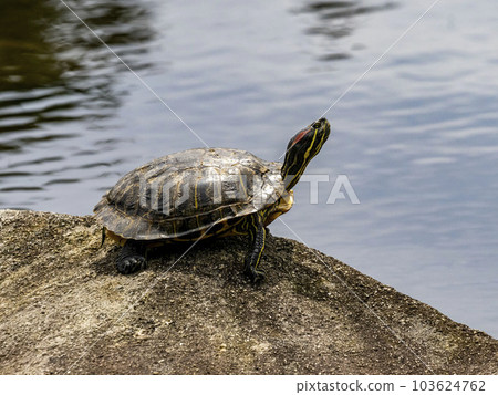 一隻紅耳龜在池塘的岩石上曬太陽 103624762