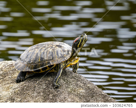 一隻紅耳龜在池塘的岩石上曬太陽 一隻紅耳龜在池塘的岩石上曬太陽 103624765