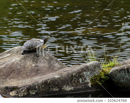 A Red-eared Slider basking on a rock in a pond 103624766