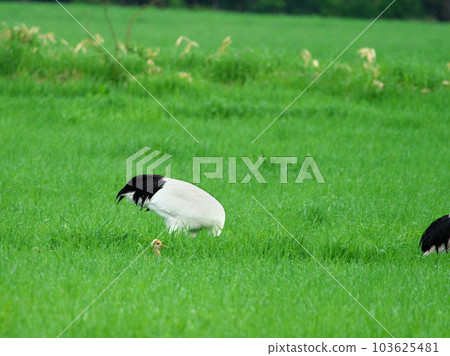 Red-crowned crane chicks 103625481