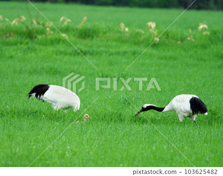 Red-crowned crane chicks 103625482