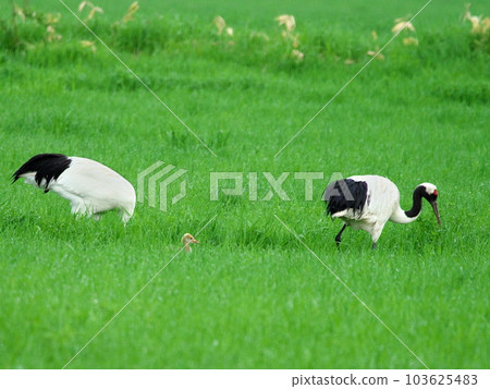 Red-crowned crane chicks 103625483