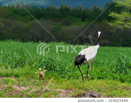 Red-crowned crane chicks 103625494