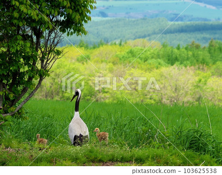 Red-crowned crane chicks Red-crowned crane chicks 103625538