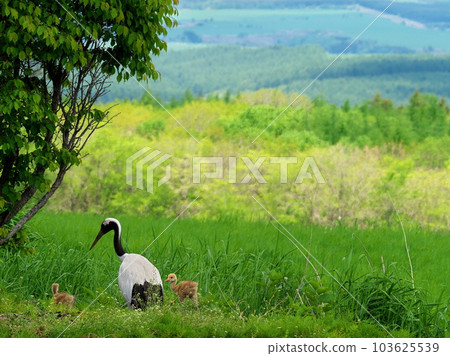 Red-crowned crane chicks 103625539