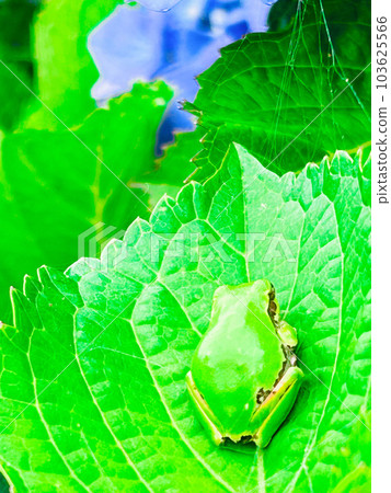 Back view tree frog on a hydrangea leaf 103625566
