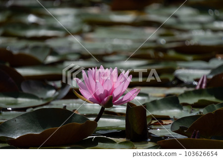 睡蓮 103626654