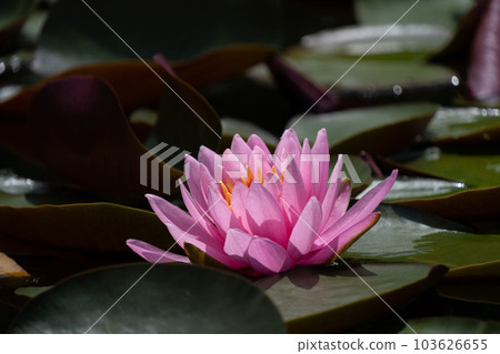 睡蓮 103626655