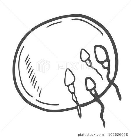Vector human ovum fertilization on a white background Vector human ovum fertilization on a white background 103626658