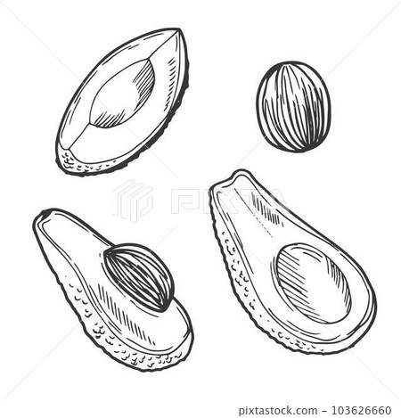 Vector Sketch avocado decorative set. Hand Drawn Botanical Illustrations. Black and white with line art isolated on white backgrounds. Fruits drawings. Vector Sketch avocado decorative set. Hand Drawn Botanical Illustrations. Black and white with line art isolated on white backgrounds. Fruits drawings. 103626660