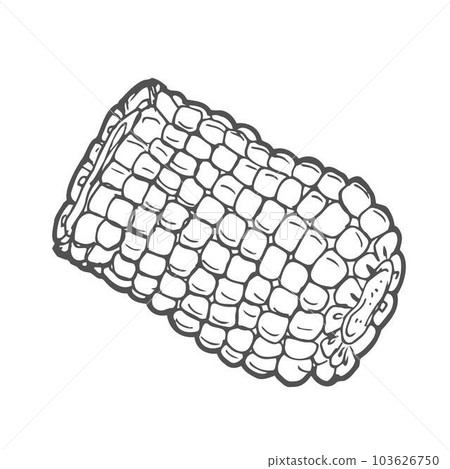 Corn graphic black white isolated sketch illustration vector 103626750