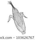 Vector hand drawn popcorn corn cob outline doodle icon. Food sketch illustration for print, web, mobile and infographics isolated on white background. 103626767