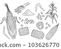 Doodle Corn cobs, grain, corn flour, corn seeds vector sketch illustration. Corn plant, hand drawn isolated elements. 103626770