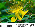 Biyouyanagi 103627167