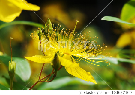 Biyouyanagi Biyouyanagi 103627169