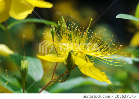 Biyouyanagi Biyouyanagi 103627170