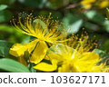 Biyouyanagi 103627171