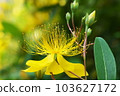 Biyouyanagi 103627172