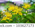 Biyouyanagi 103627173