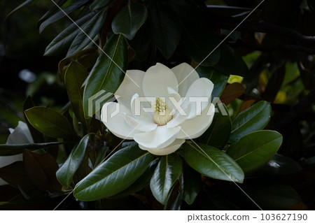 泰國sanbok 泰國sanbok 103627190