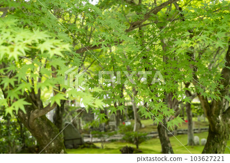 藍楓 藍楓 103627221