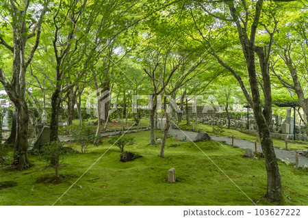 Adashino念佛寺庭園 Adashino念佛寺庭園 103627222