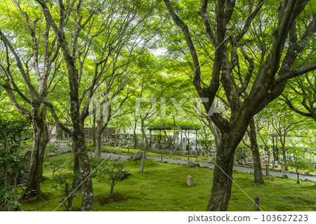 Adashino念佛寺庭園 103627223