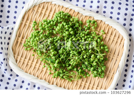 Japanese pepper in a colander Japanese pepper in a colander 103627296