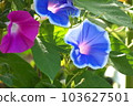 牽牛花 103627501