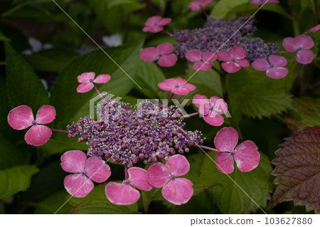 繡球 103627880
