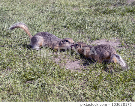 Flirtation of two prairie dogs on the grassy field. Flirtation of two prairie dogs on the grassy field. 103628175