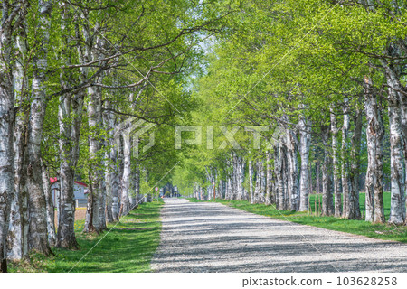 十勝牧場，一排新鮮的綠色白樺樹 103628258