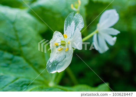 玻璃花 103628447