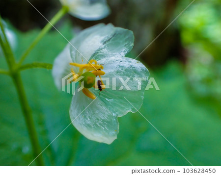 Transparent petals 103628450