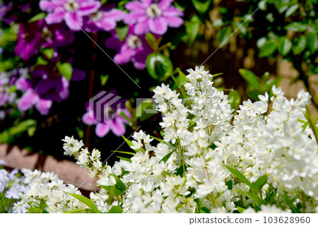 百合花盛開 百合花盛開 103628960