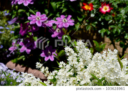 鮮花盛開的花園 Flower Life 鮮花盛開的花園 Flower Life 103628961