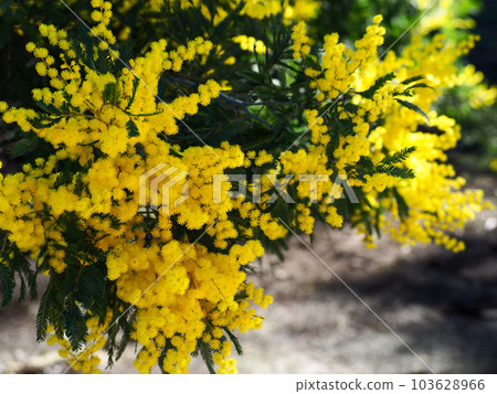 Australia's national flower, the mimosa, also known as the golden wattle Australia's national flower, the mimosa, also known as the golden wattle 103628966