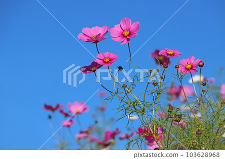 Cosmos Cosmos 103628968