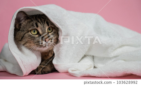 Striped cat wrapped in a white towel on a pink background.  103628992