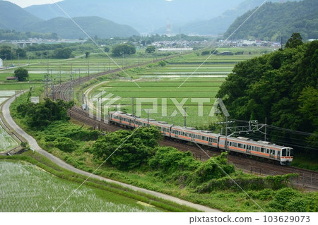 311 series local train running on the Omi route in early summer (Tokaido Main Line Maibara - Samegai, June 2023) 103629073