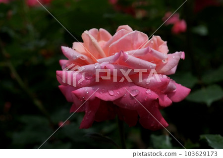 水滴和玫瑰 水滴和玫瑰 103629173