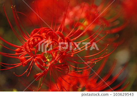 石蒜 石蒜 103629543