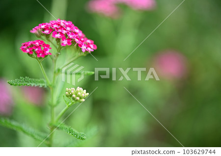 Flowers blooming in the spring sunshine Flowers blooming in the spring sunshine 103629744