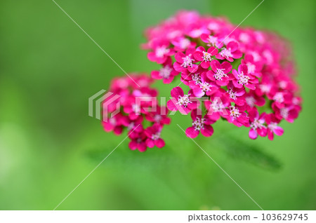 Flowers blooming in the spring sunshine Flowers blooming in the spring sunshine 103629745