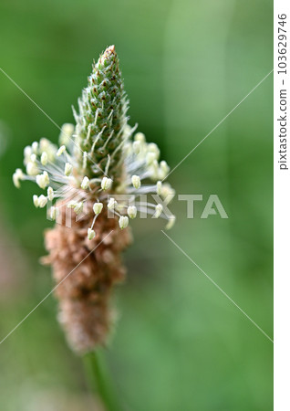 Flowers blooming in the spring sunshine Flowers blooming in the spring sunshine 103629746