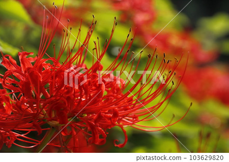 石蒜 石蒜 103629820